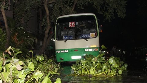 Lục bình trôi từ sông Sài Gòn vào khu dân cư khiến nhiều người nhầm tưởng xe buýt sắp lao ra sông.